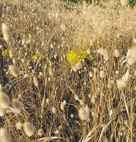 [Lettre] Réponse de Jean-Claude Pinson à Fabrice Thumerel (Pastoral, 2/2)