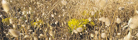 [Lettre] Réponse de Jean-Claude Pinson à Fabrice Thumerel (Pastoral, 2/2)