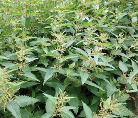 [Chronique] Anne Peslier, Aphamères, par Guillaume Basquin