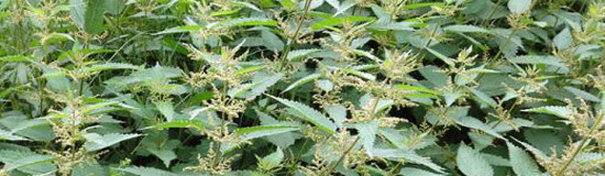 [Chronique] Anne Peslier, Aphamères, par Guillaume Basquin