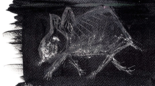 [Texte] Corinne Lovera Vitali, Dans le noir