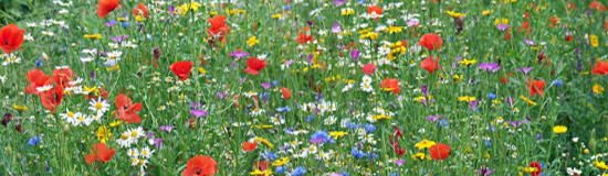 [NEWS] Jean-Paul Gavard-Perret, Jean-Jacques Marimbert par monts et par vaux