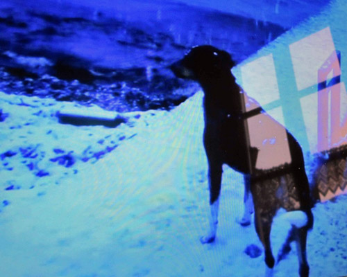 [Texte] Corinne Lovera Vitali, Adieu au langage (Clin d'oeil à Jean-Luc Godard)