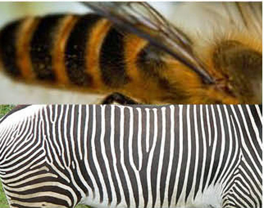 [Chronique] Philippe Jaffeux, De l'abeille au zèbre, par Guillaume Basquin