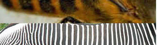 [Chronique] Philippe Jaffeux, De l&rsquo;abeille au zèbre, par Guillaume Basquin