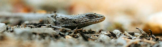 [Chronique] François Crosnier, Un silence audible (à propos de Benoît Conort, Le cri du lézard)