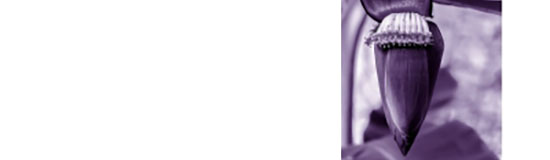 [Chronique] Carole Pelloux, MANGEZ LA BANANE PAR LES DEUX BOUTS (à propos de Béatrice Bienville, CHLRDCN Trop beau pour y voir)