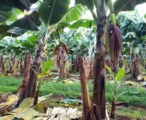 [Chronique] Carole Pelloux, MANGEZ LA BANANE PAR LES DEUX BOUTS (à propos de Béatrice Bienville, CHLRDCN Trop beau pour y voir)