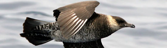 [Texte] Daniel Pozner, Ne comptez pas sur moi